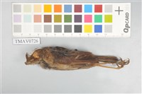 藏品(小翼鶇)的圖片